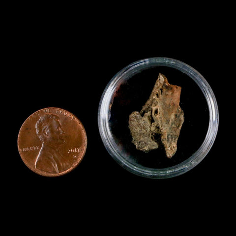0.9" Raptor Theropod Fossil Bone Cretaceous Dinosaur Judith River FM MT COA Display