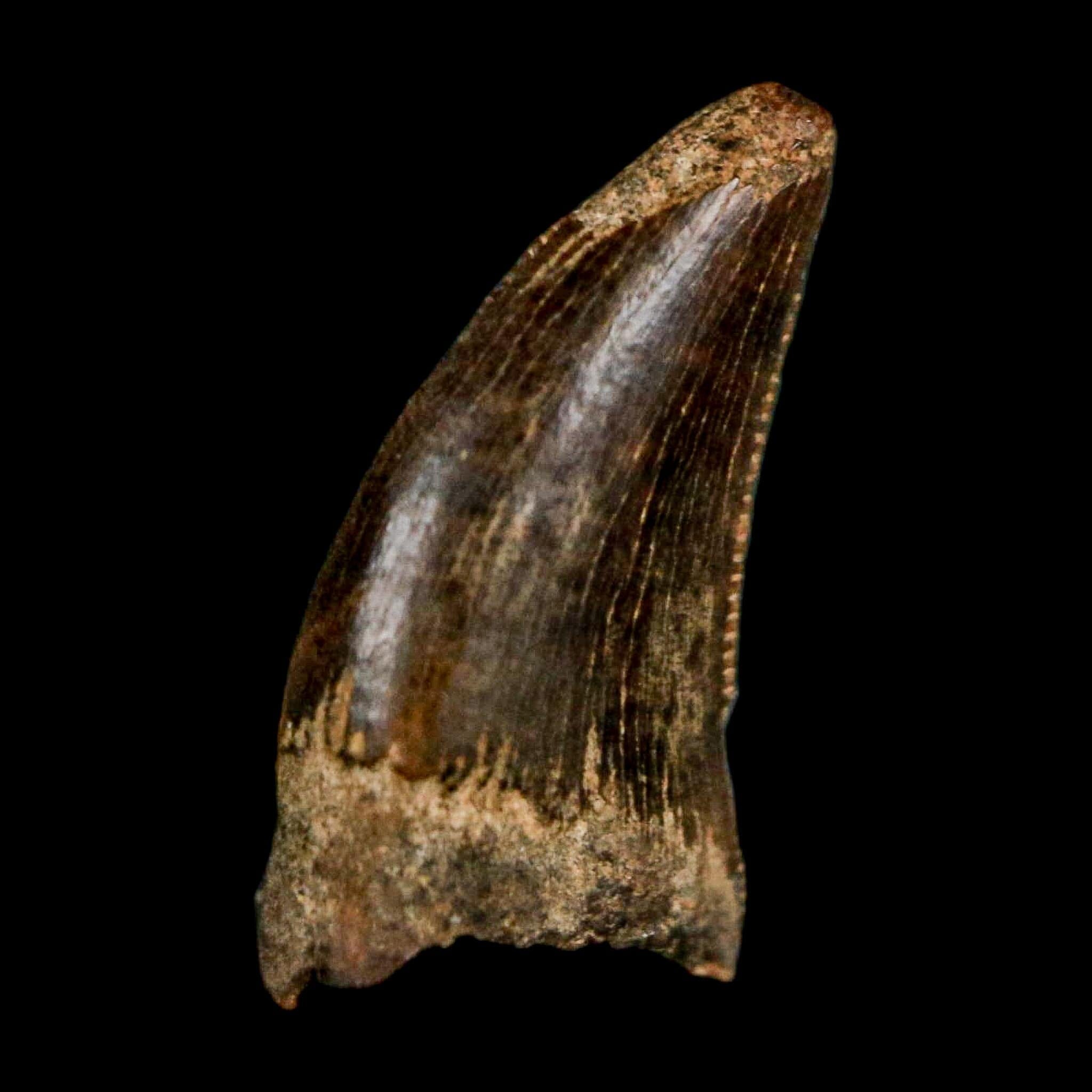 0.5" Nanotyrannus Tyrannosaurus Fossil Tooth Rooted Dinosaur Hell Creek MT COA - Fossil Age Minerals