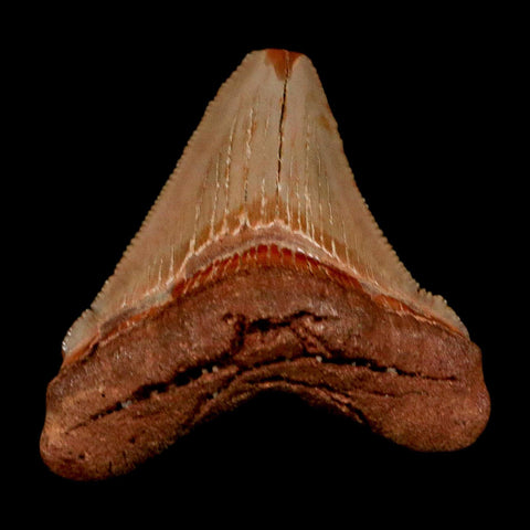 2.1" Quality Otodus Chubutensis Tooth Serrated Fossil Natural Miocene Age