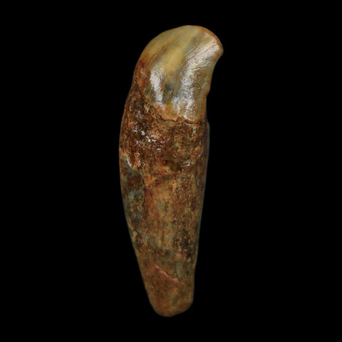 1.6" Extinct Cave Bear Ursus Spelaeus Incisor Tooth Rooted Pleistocene Age COA, Stand - Fossil Age Minerals