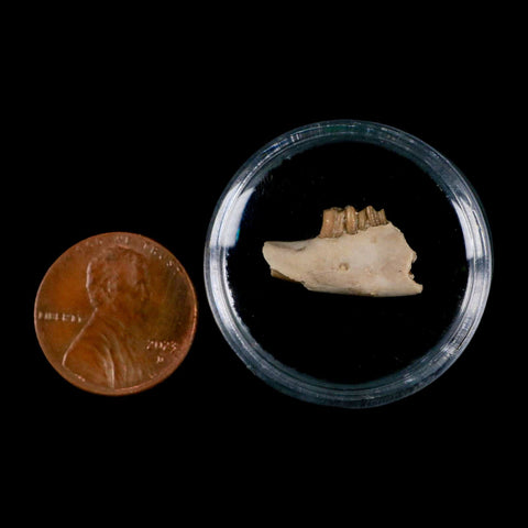 0.7" Palaeolagus Hayeni Fossil Jaw Section Teeth Oligocene Epoch South Dakota Display - Fossil Age Minerals