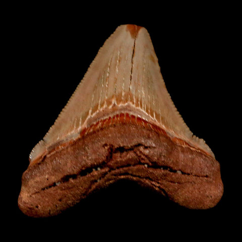 2.1" Quality Otodus Chubutensis Tooth Serrated Fossil Natural Miocene Age