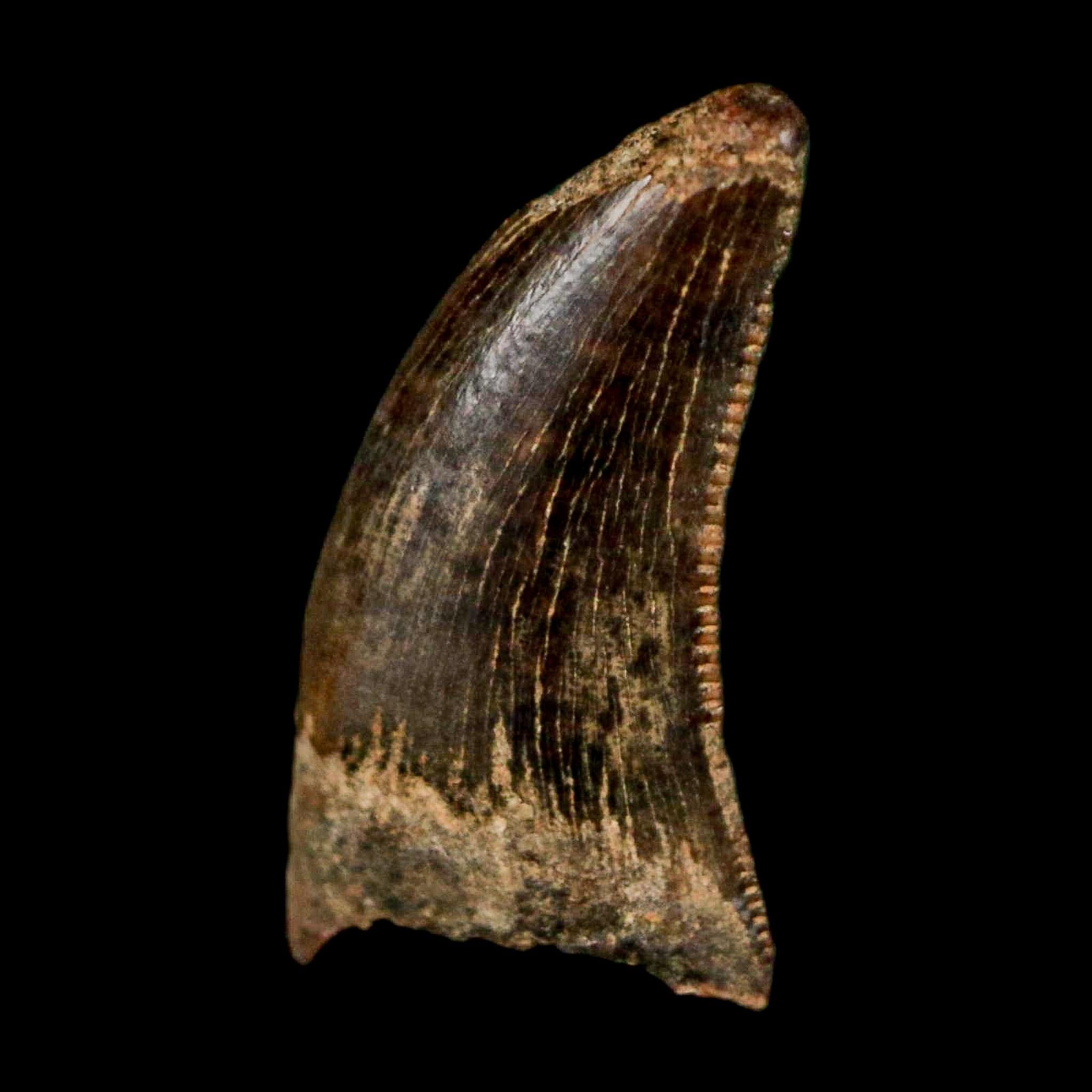0.5" Nanotyrannus Tyrannosaurus Fossil Tooth Rooted Dinosaur Hell Creek MT COA - Fossil Age Minerals