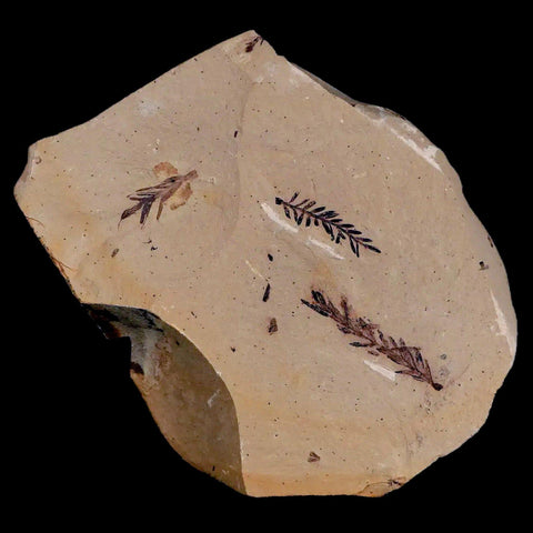 1.3" Detailed Fossil Plant Leafs Metasequoia Dawn Redwood Oligocene Age MT COA - Fossil Age Minerals