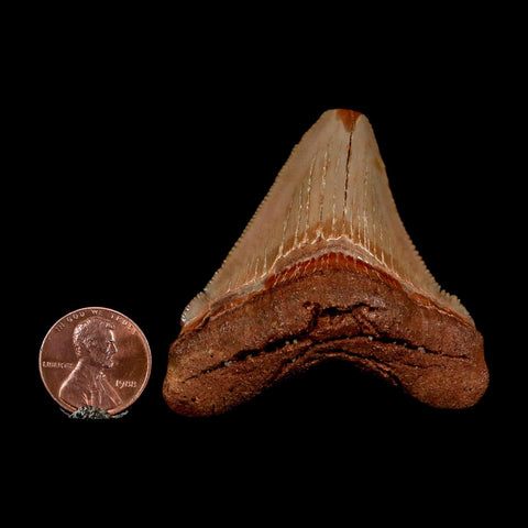 2.1" Quality Otodus Chubutensis Tooth Serrated Fossil Natural Miocene Age