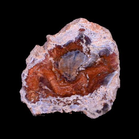 3" Fossilized Polished Petrified Wood Branch Madagascar 66-225 Million Yrs Old