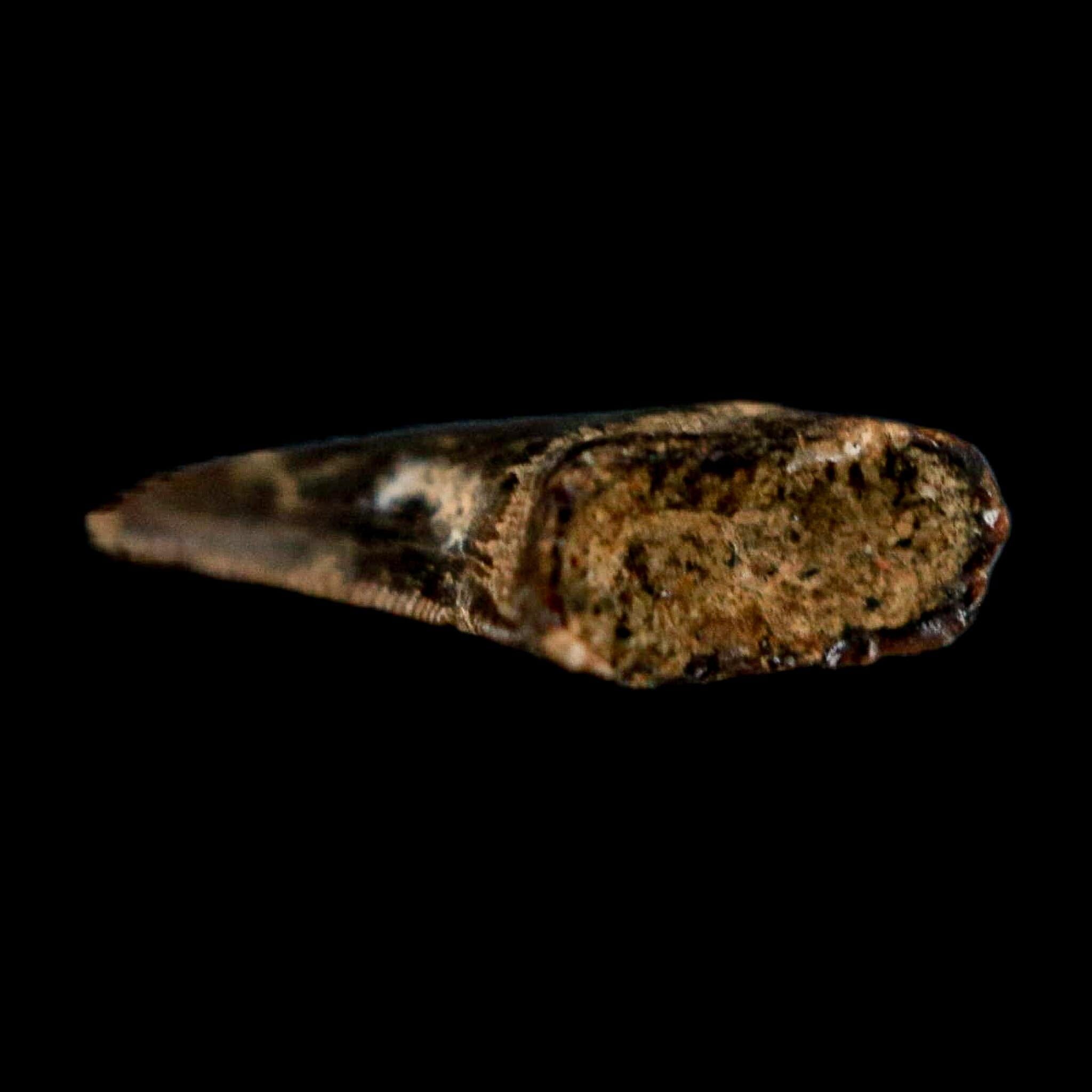 0.5" Nanotyrannus Tyrannosaurus Fossil Tooth Rooted Dinosaur Hell Creek MT COA - Fossil Age Minerals