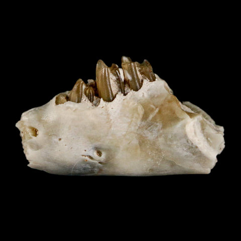 0.6" Palaeolagus Hayeni Fossil Jaw Section Teeth Oligocene Epoch South Dakota Display - Fossil Age Minerals