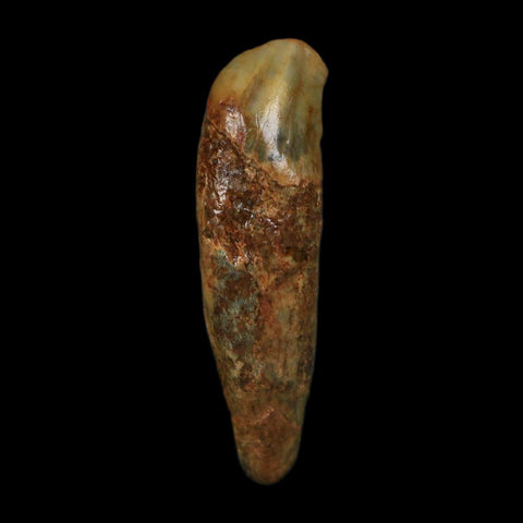 1.6" Extinct Cave Bear Ursus Spelaeus Incisor Tooth Rooted Pleistocene Age COA, Stand - Fossil Age Minerals