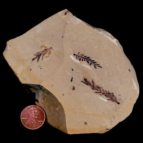 1.3" Detailed Fossil Plant Leafs Metasequoia Dawn Redwood Oligocene Age MT COA - Fossil Age Minerals