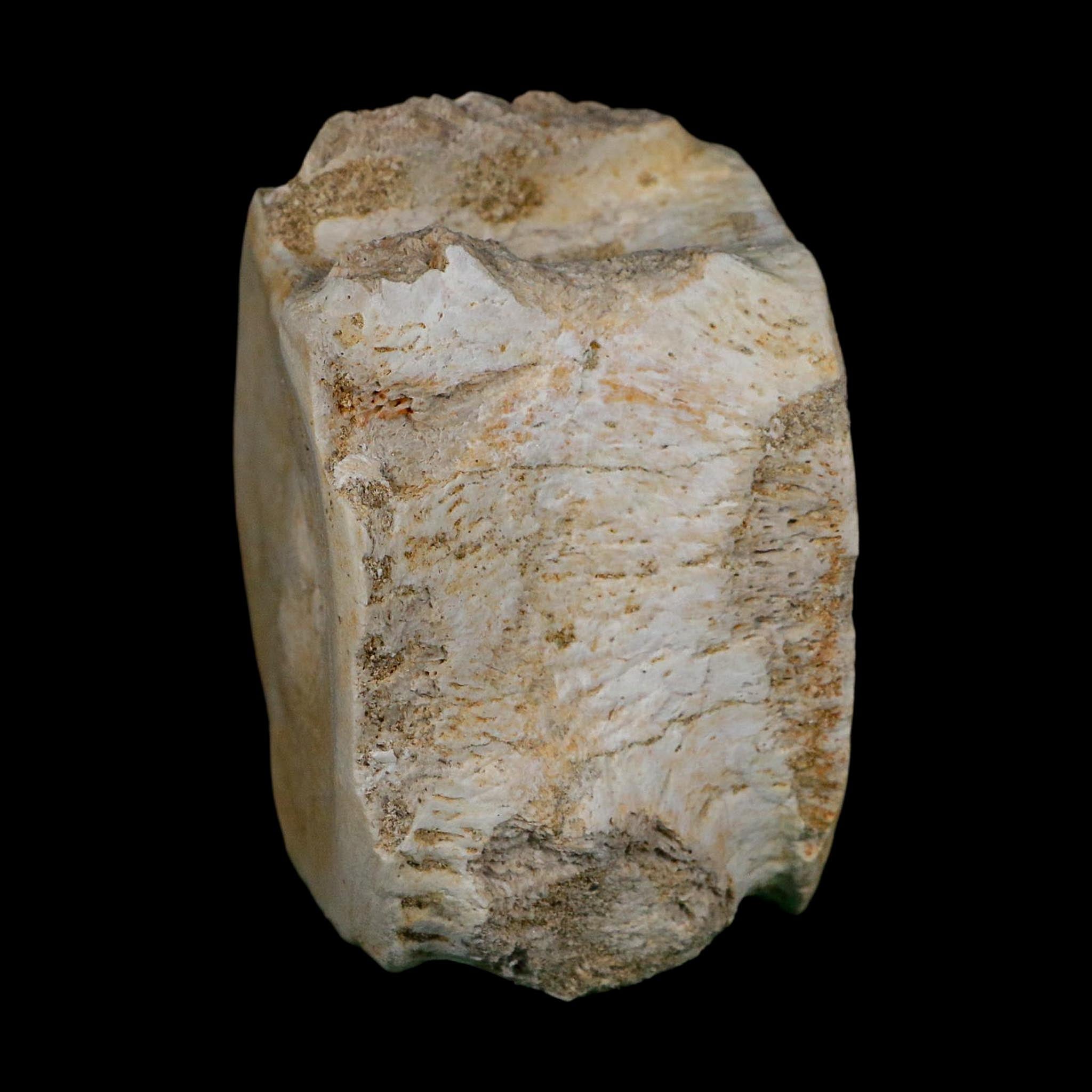 3.2" Plesiosaurus Fossil Vertebrae Cretaceous Dinosaur Era Morocco Zarafasaura COA