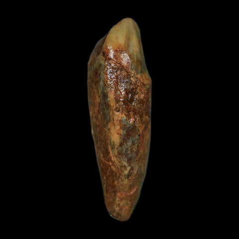 1.6" Extinct Cave Bear Ursus Spelaeus Incisor Tooth Rooted Pleistocene Age COA, Stand - Fossil Age Minerals