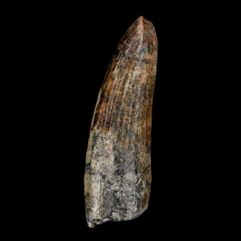 1.5" Suchomimus Fossil Tooth Cretaceous Spinosaurid Dinosaur Elraz FM Niger COA - Fossil Age Minerals
