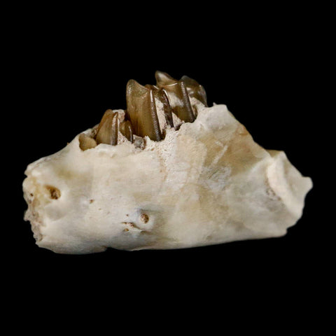 0.6" Palaeolagus Hayeni Fossil Jaw Section Teeth Oligocene Epoch South Dakota Display - Fossil Age Minerals