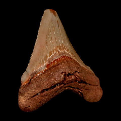 2.1" Quality Otodus Chubutensis Tooth Serrated Fossil Natural Miocene Age