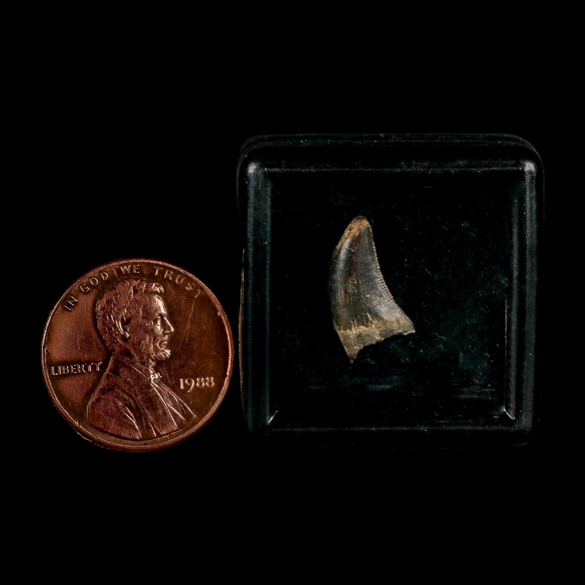 0.5" Nanotyrannus Tyrannosaurus Fossil Tooth Rooted Dinosaur Hell Creek MT COA - Fossil Age Minerals