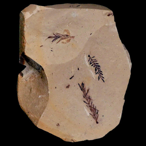 1.3" Detailed Fossil Plant Leafs Metasequoia Dawn Redwood Oligocene Age MT COA - Fossil Age Minerals