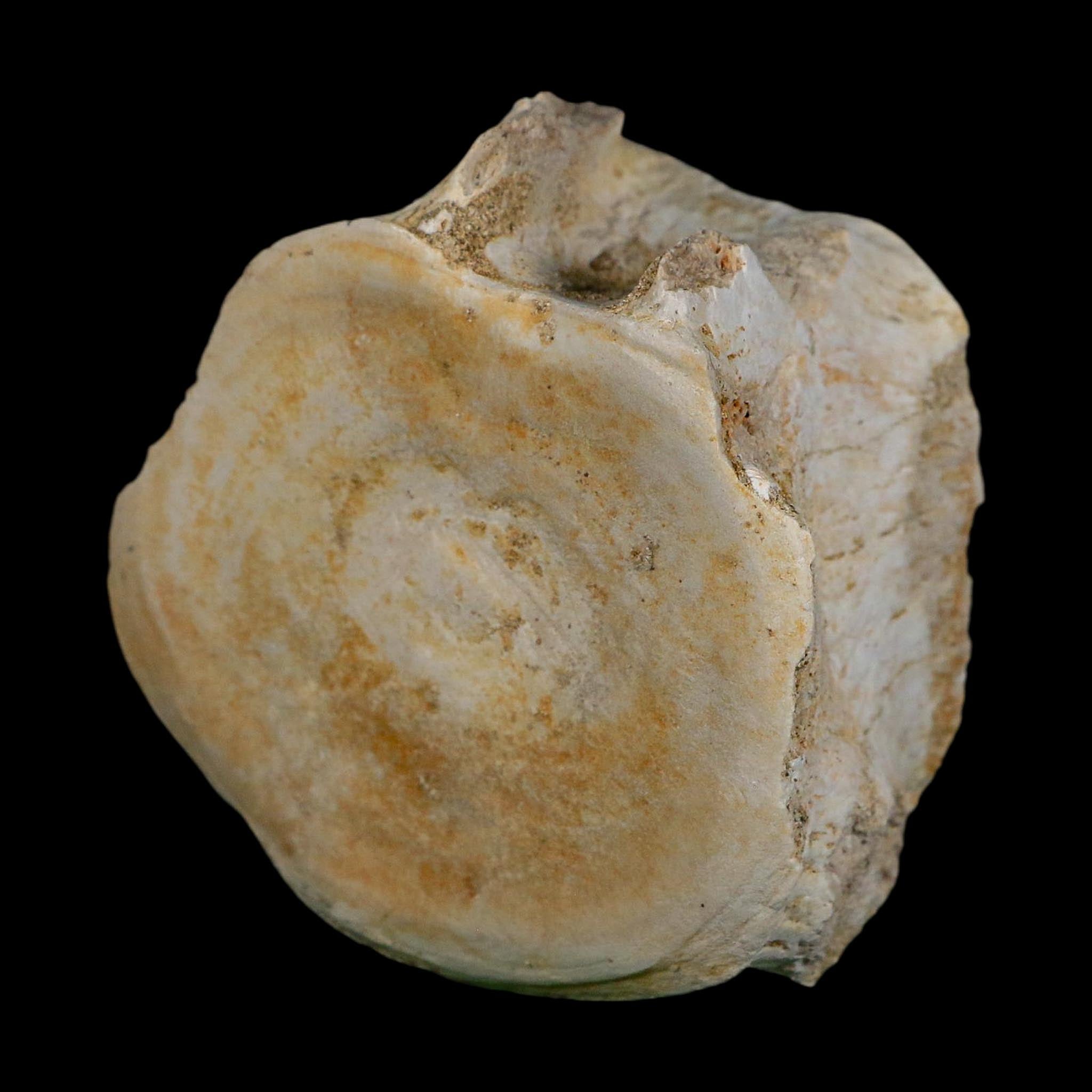 3.2" Plesiosaurus Fossil Vertebrae Cretaceous Dinosaur Era Morocco Zarafasaura COA
