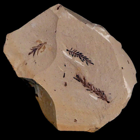 1.3" Detailed Fossil Plant Leafs Metasequoia Dawn Redwood Oligocene Age MT COA