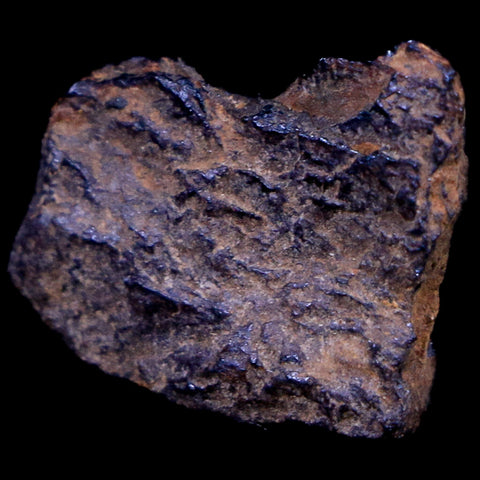 Bendege Meteorite Specimen Riker Display Bendege Bahia Brazil 4.5 Grams - Fossil Age Minerals