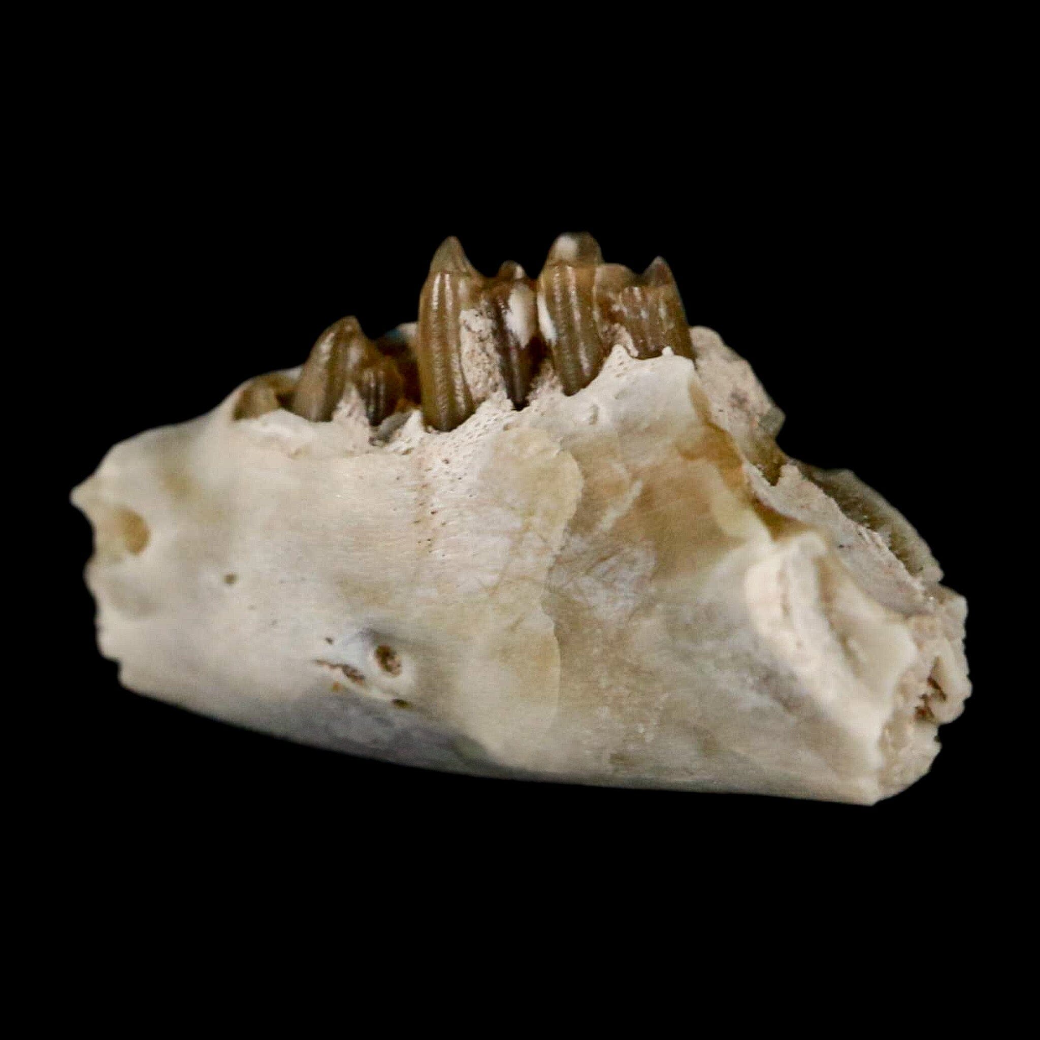0.6" Palaeolagus Hayeni Fossil Jaw Section Teeth Oligocene Epoch South Dakota Display - Fossil Age Minerals