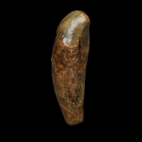 1.6" Extinct Cave Bear Ursus Spelaeus Incisor Tooth Rooted Pleistocene Age COA, Stand - Fossil Age Minerals