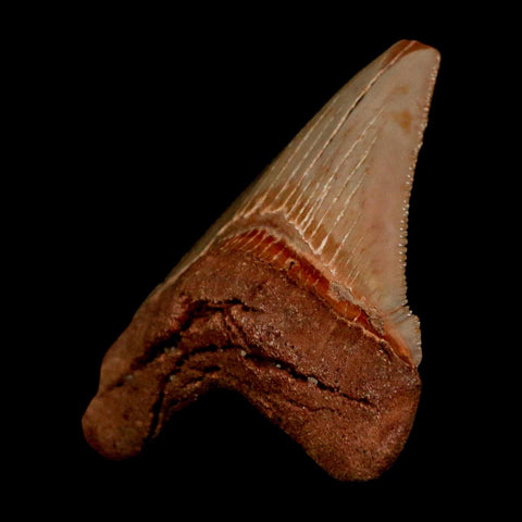 2.1" Quality Otodus Chubutensis Tooth Serrated Fossil Natural Miocene Age