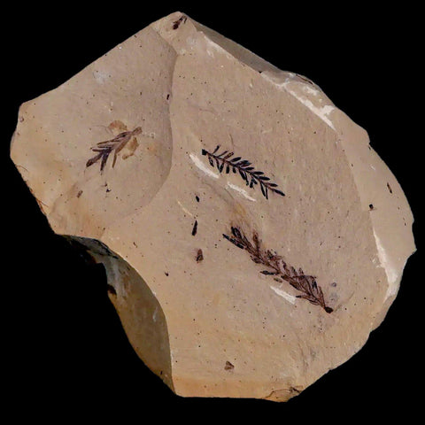 1.3" Detailed Fossil Plant Leafs Metasequoia Dawn Redwood Oligocene Age MT COA - Fossil Age Minerals