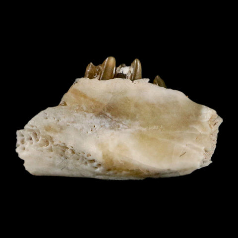 0.6" Palaeolagus Hayeni Fossil Jaw Section Teeth Oligocene Epoch South Dakota Display - Fossil Age Minerals