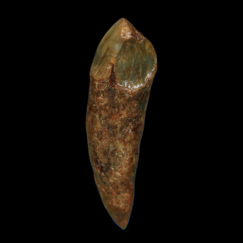 1.6" Extinct Cave Bear Ursus Spelaeus Incisor Tooth Rooted Pleistocene Age COA, Stand - Fossil Age Minerals