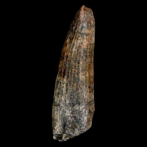 1.5" Suchomimus Fossil Tooth Cretaceous Spinosaurid Dinosaur Elraz FM Niger COA - Fossil Age Minerals