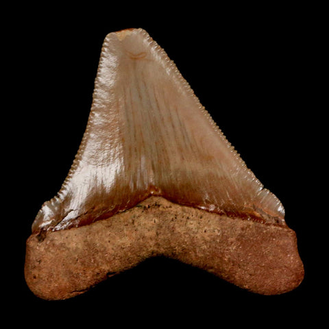 2.1" Quality Otodus Chubutensis Tooth Serrated Fossil Natural Miocene Age