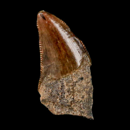 0.5" Nanotyrannus Tyrannosaurus Fossil Tooth Rooted Dinosaur Hell Creek MT COA