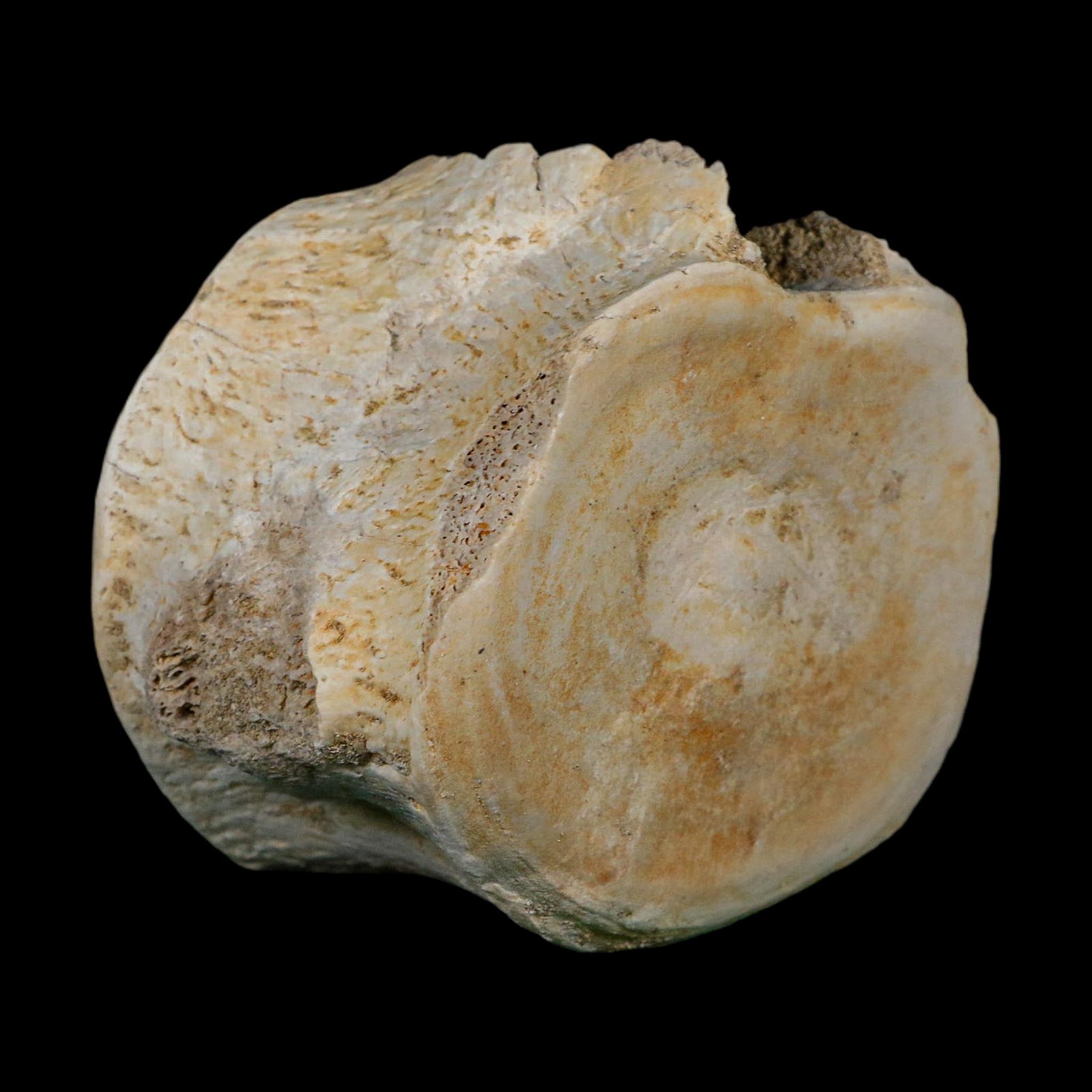 3.2" Plesiosaurus Fossil Vertebrae Cretaceous Dinosaur Era Morocco Zarafasaura COA
