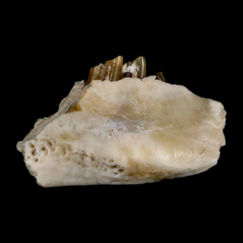 0.6" Palaeolagus Hayeni Fossil Jaw Section Teeth Oligocene Epoch South Dakota Display - Fossil Age Minerals