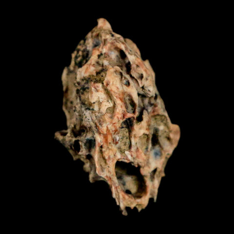 0.6" Raptor Theropod Fossil Bone Cretaceous Dinosaur Judith River FM MT COA Display