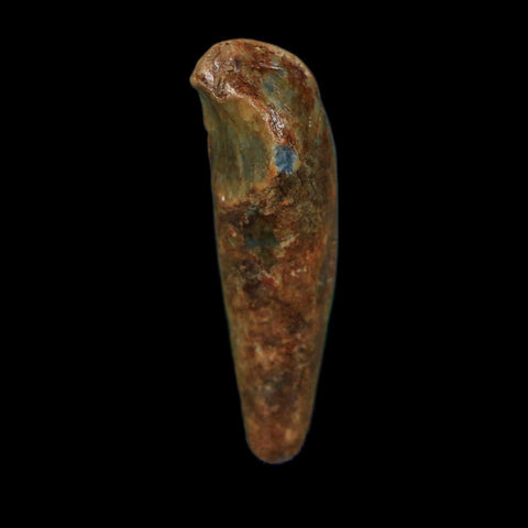1.6" Extinct Cave Bear Ursus Spelaeus Incisor Tooth Rooted Pleistocene Age COA, Stand - Fossil Age Minerals