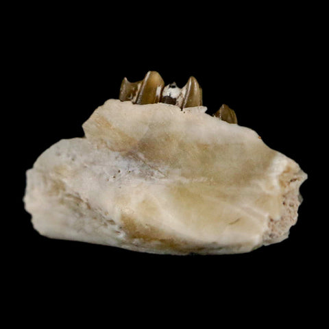 0.6" Palaeolagus Hayeni Fossil Jaw Section Teeth Oligocene Epoch South Dakota Display - Fossil Age Minerals