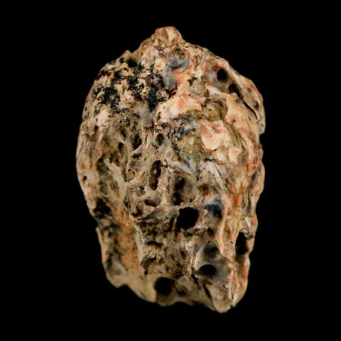 0.6" Raptor Theropod Fossil Bone Cretaceous Dinosaur Judith River FM MT COA Display