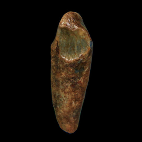 1.6" Extinct Cave Bear Ursus Spelaeus Incisor Tooth Rooted Pleistocene Age COA, Stand - Fossil Age Minerals