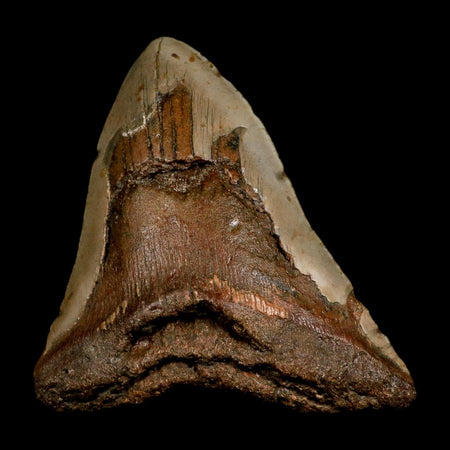 XL 5" Quality Megalodon Shark Tooth Serrated Fossil Natural Miocene Age COA