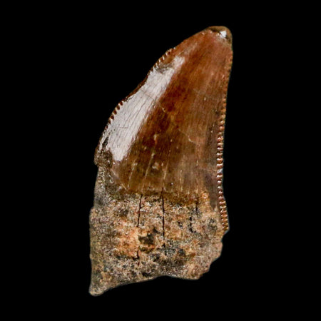 0.5" Nanotyrannus Tyrannosaurus Fossil Tooth Rooted Dinosaur Hell Creek MT COA