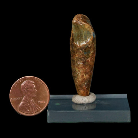 1.6" Extinct Cave Bear Ursus Spelaeus Incisor Tooth Rooted Pleistocene Age COA, Stand - Fossil Age Minerals