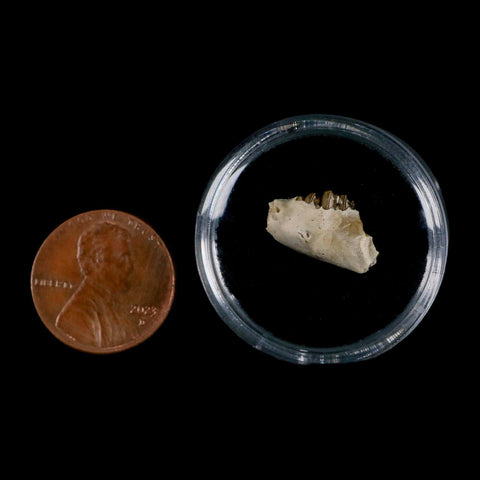 0.6" Palaeolagus Hayeni Fossil Jaw Section Teeth Oligocene Epoch South Dakota Display - Fossil Age Minerals