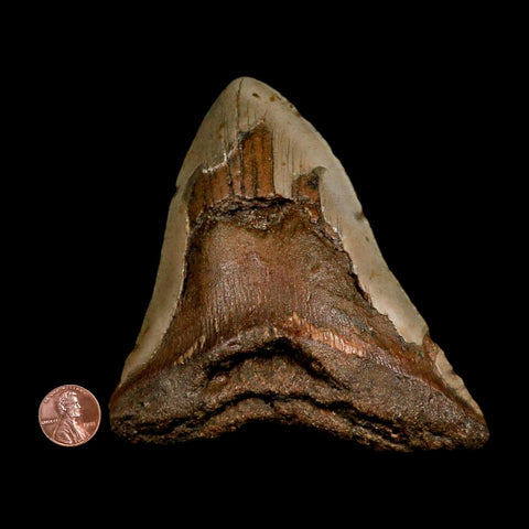 XL 5" Quality Megalodon Shark Tooth Serrated Fossil Natural Miocene Age COA - Fossil Age Minerals