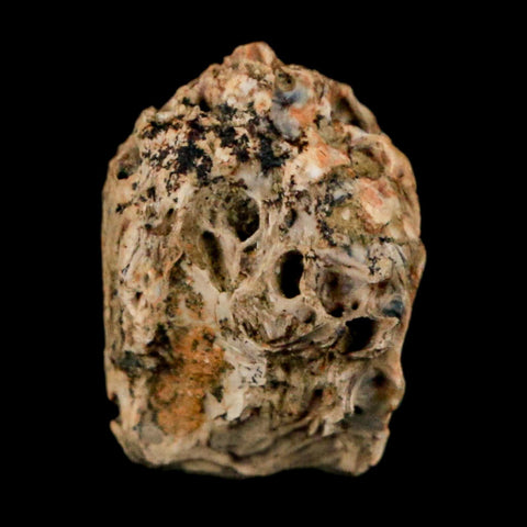 0.6" Raptor Theropod Fossil Bone Cretaceous Dinosaur Judith River FM MT COA Display
