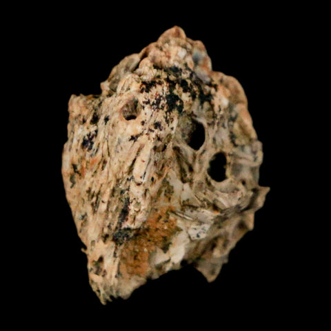 0.6" Raptor Theropod Fossil Bone Cretaceous Dinosaur Judith River FM MT COA Display