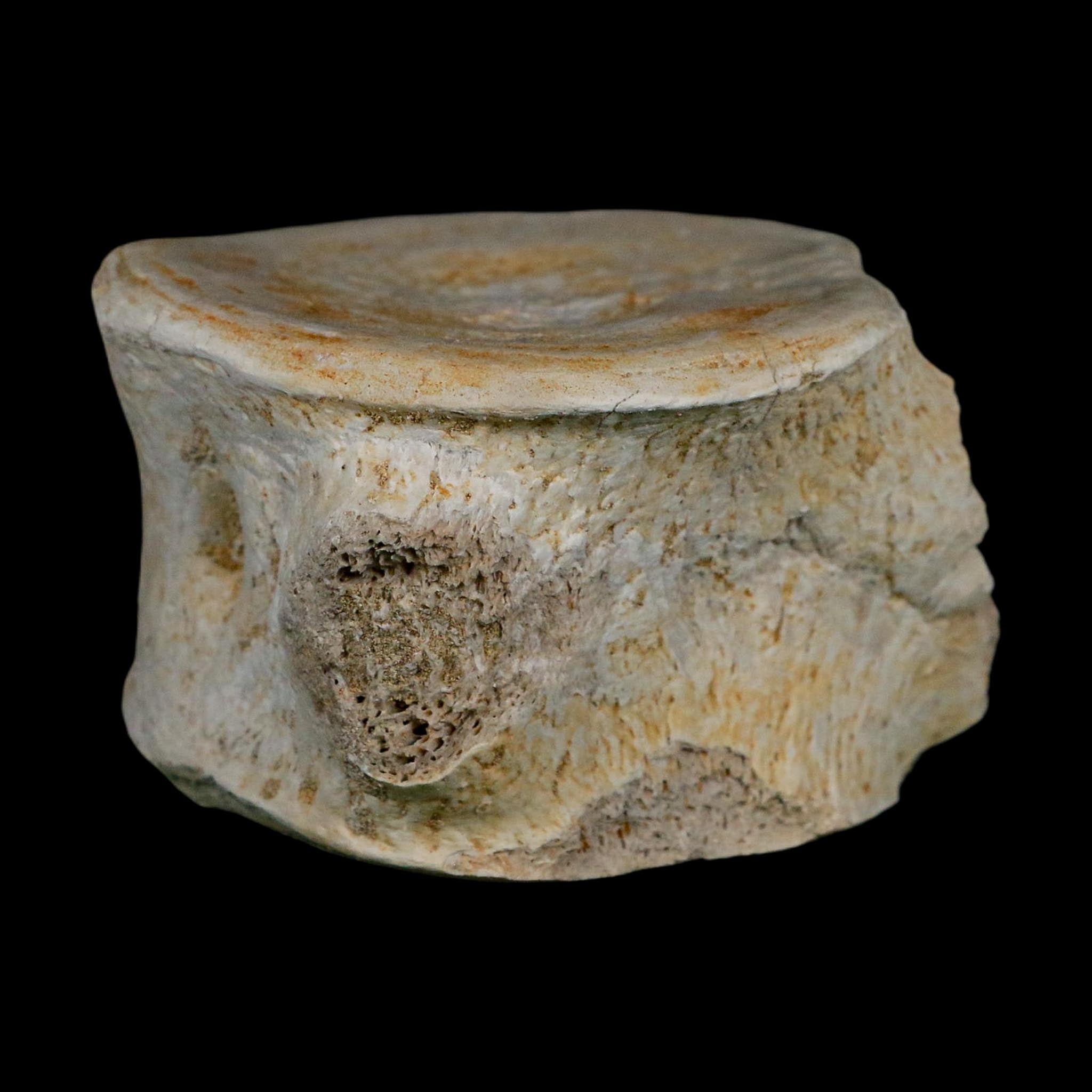 3.2" Plesiosaurus Fossil Vertebrae Cretaceous Dinosaur Era Morocco Zarafasaura COA