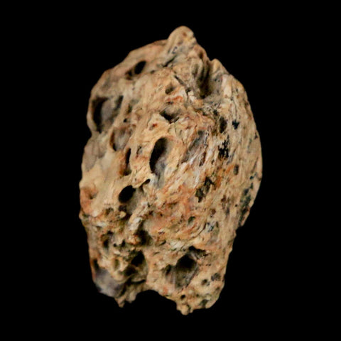 0.6" Raptor Theropod Fossil Bone Cretaceous Dinosaur Judith River FM MT COA Display