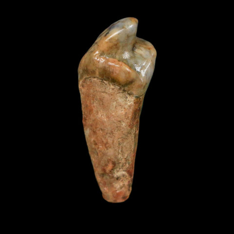 1.3" Extinct Cave Bear Ursus Spelaeus Incisor Tooth Rooted Pleistocene Age COA, Display - Fossil Age Minerals